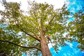 Professional Tree Care in West Concord, MA